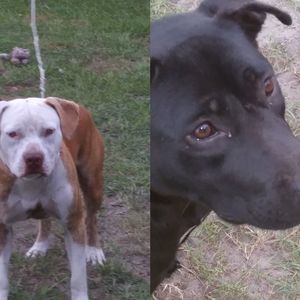 Meet your Posher, Halie